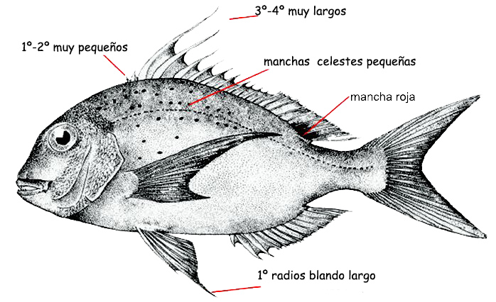 Pagrus caeruleostictus_01.jpg